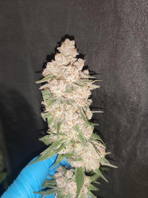 GrowerPrašivec. Week 16