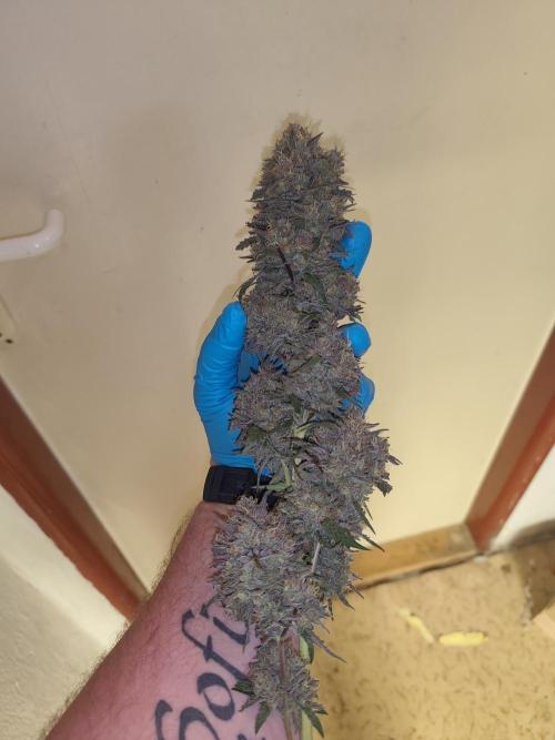 GrowerPrašivec. Week 16