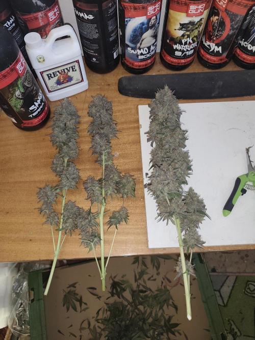 GrowerPrašivec. Week 16