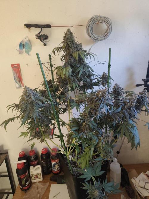 GrowerPrašivec. Week 16