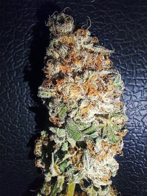 Blue Gelato 41. Week 16