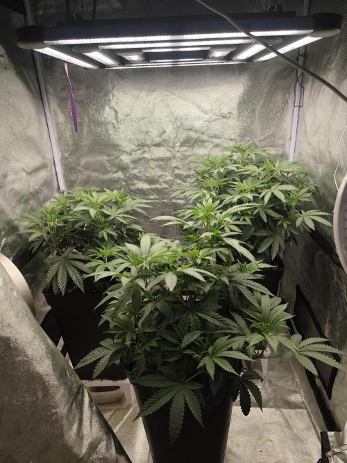 ICE Tower. Week 6