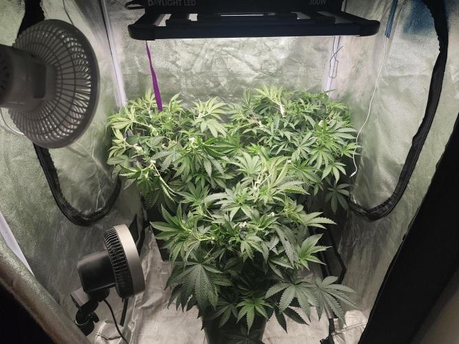 ICE Tower. Week 7