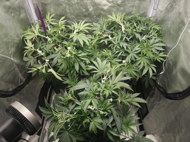 ICE Tower. Week 7