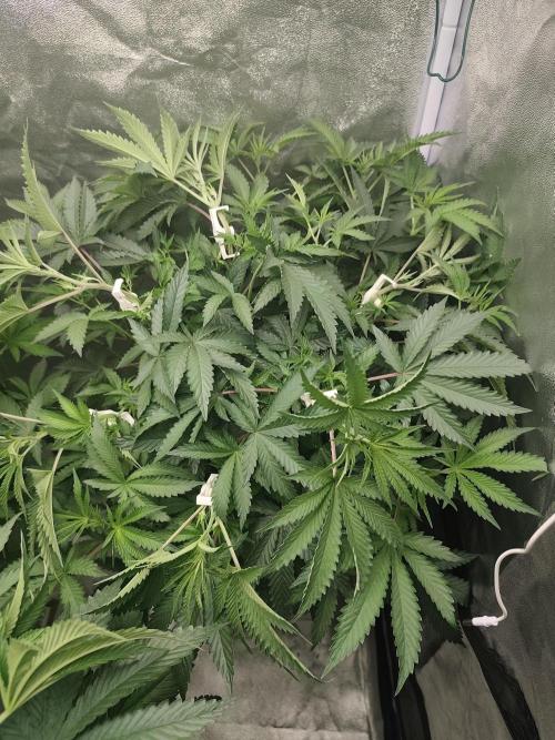 ICE Tower. Week 7