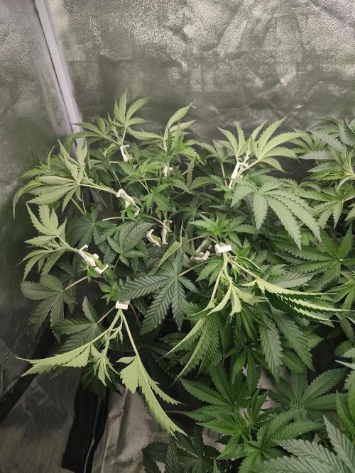 ICE Tower. Week 7