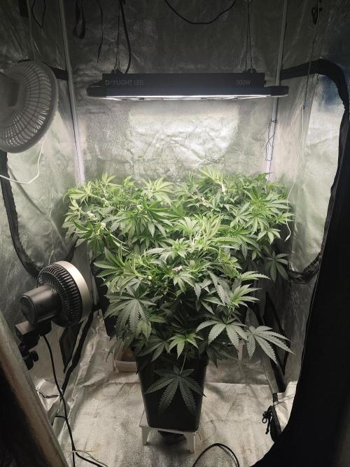 ICE Tower. Week 7