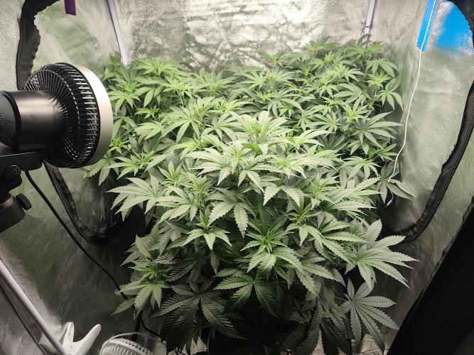 ICE Tower. Week 8