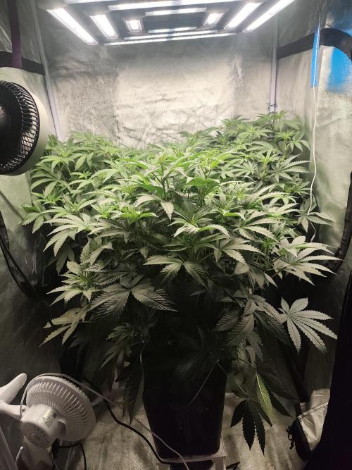 Cloudline Pro S6. Week 8
