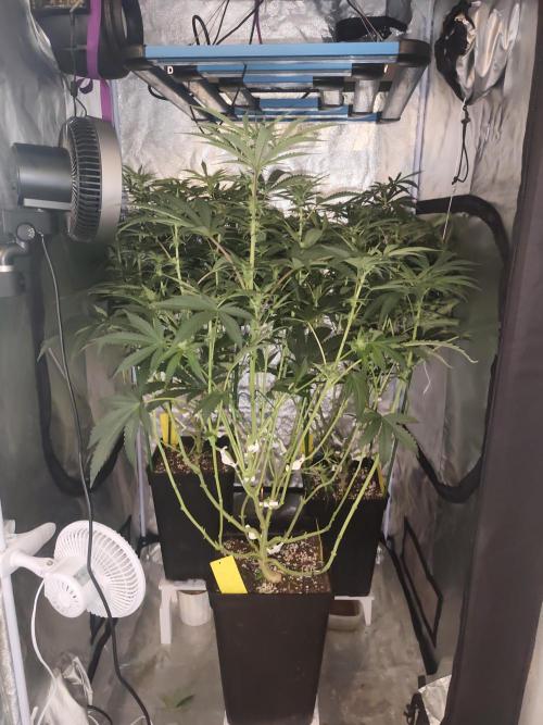 ICE Tower. Week 9