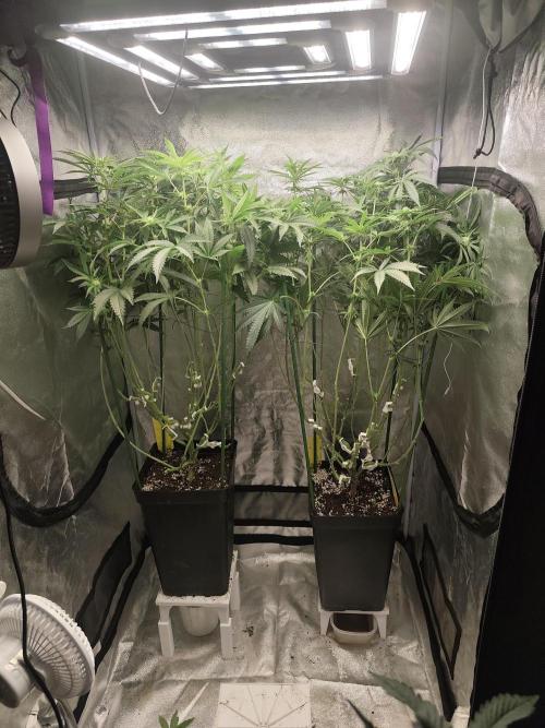ICE Tower. Week 9