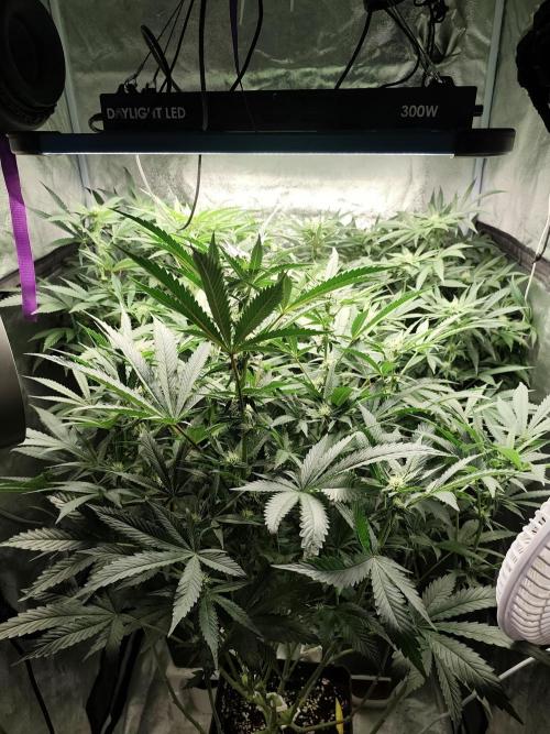 Cloudline Pro S6. Week 9