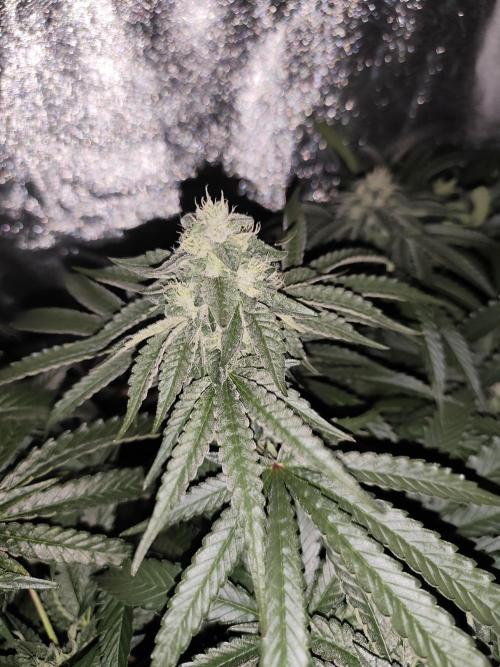 Cloudline Pro S6. Week 12