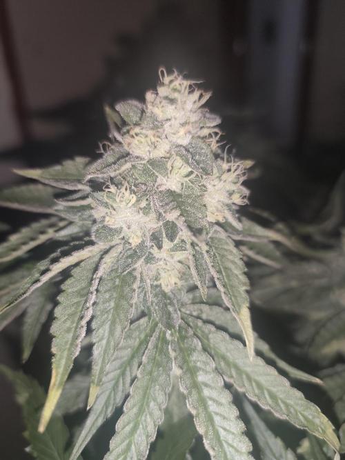 Cloudline Pro S6. Week 13
