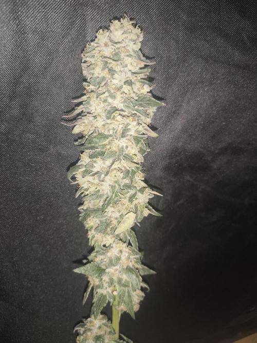ICE Tower. Week 17