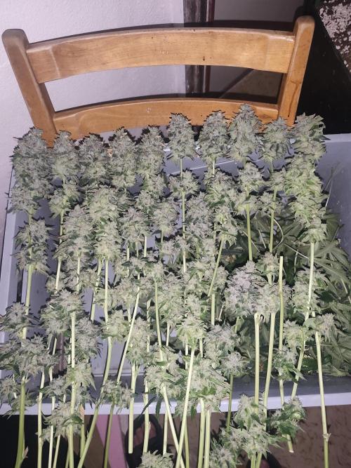 ICE Tower. Week 17