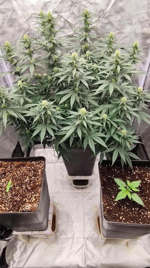 Urbanbox. Week 9