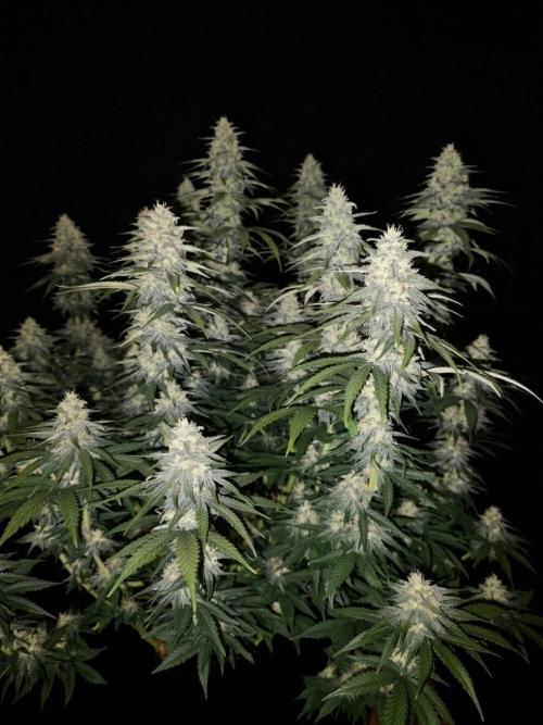 bonboni #3. Week 10