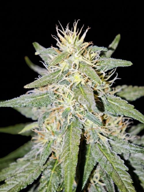 bonboni #3. Week 10