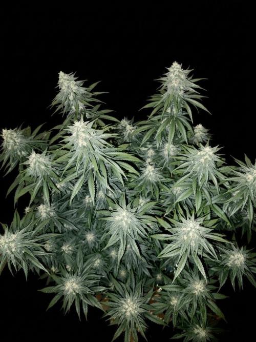 bonboni #3. Week 10