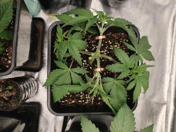 GrowerPrašivec. Week 4