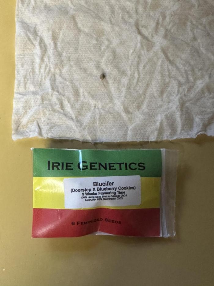 Blucifer - Irie Genetics. Week 0