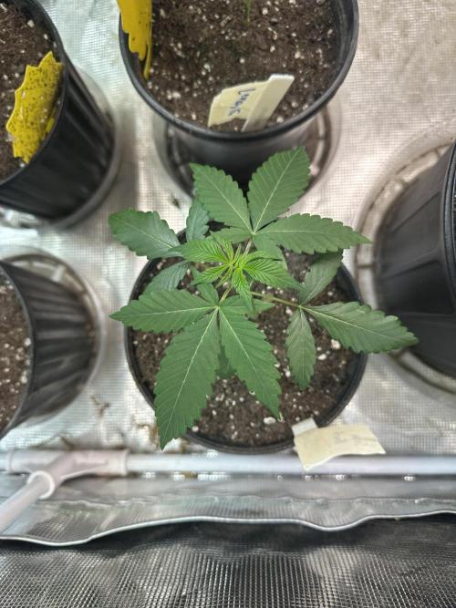 Super Boof - Barney’s Farm. Week 1