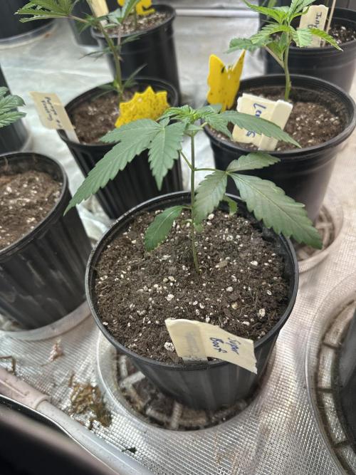 Super Boof - Barney’s Farm. Week 1