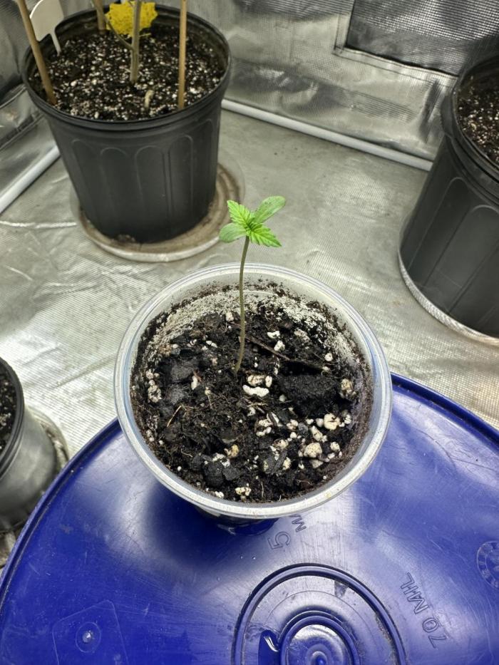 Blucifer - Irie Genetics. Week 1