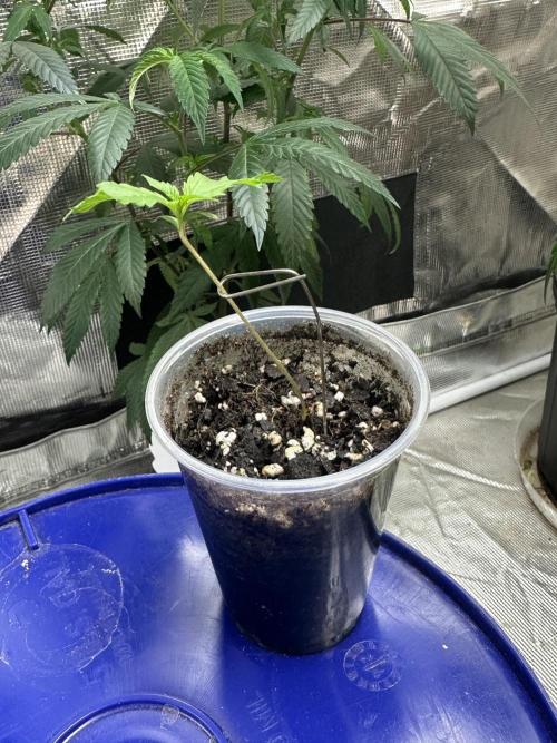 Blucifer - Irie Genetics. Week 2