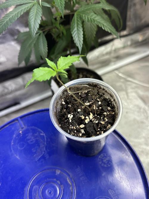 Blucifer - Irie Genetics. Week 2