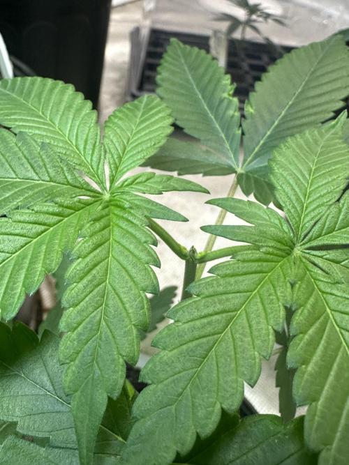 Super Boof - Barney’s Farm. Week 2