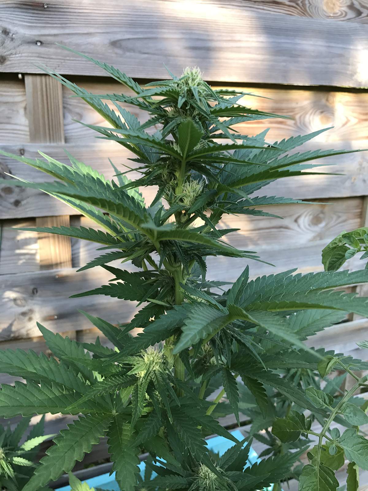 Fast Buds Blackberry Auto, Fast Buds Rhino Ryder Auto grow diary