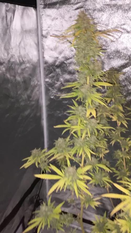 Yuhbary by Anesia Seeds