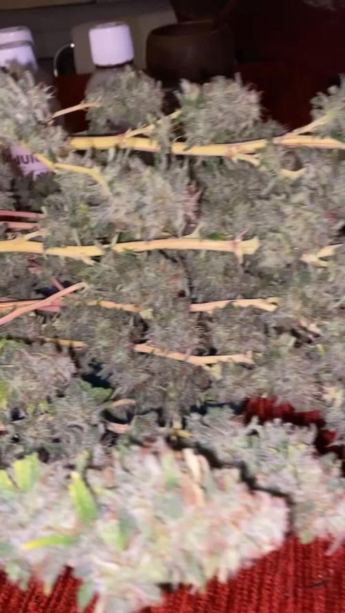 Yuhbary by Anesia Seeds