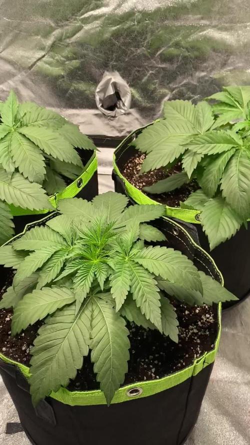 German Cookie Casket/Cherry Poppers grow