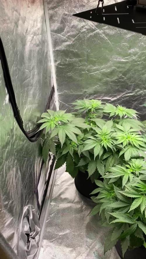 German Cookie Casket/Cherry Poppers grow