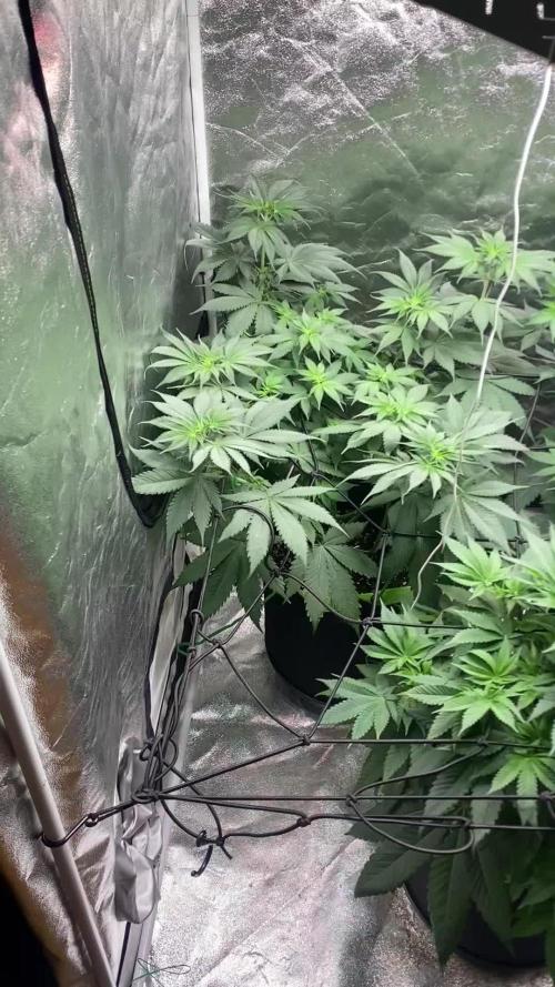 German Cookie Casket/Cherry Poppers grow
