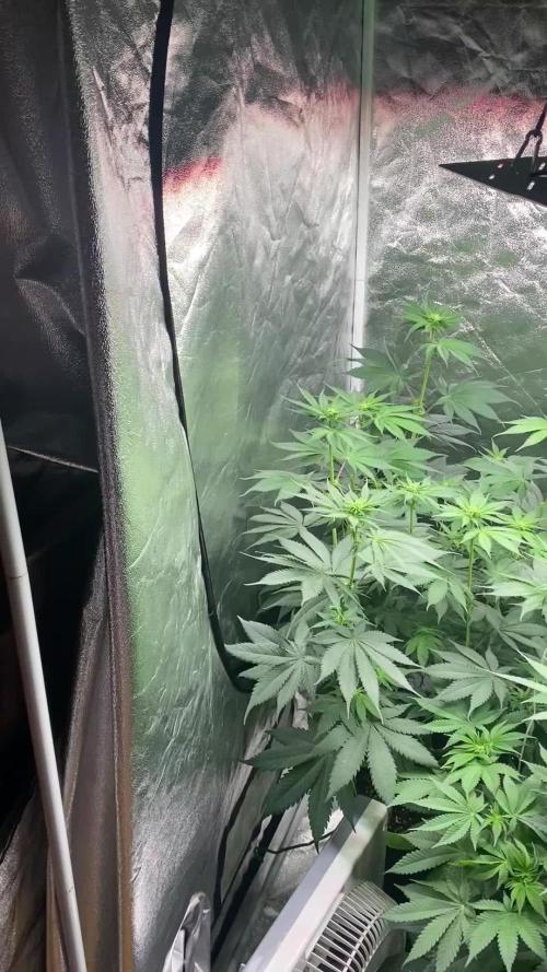 German Cookie Casket/Cherry Poppers grow