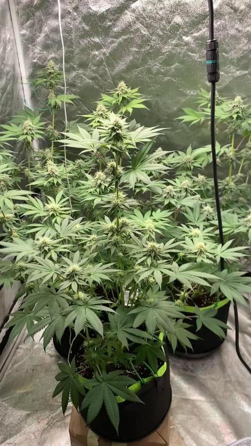 German Cookie Casket/Cherry Poppers grow