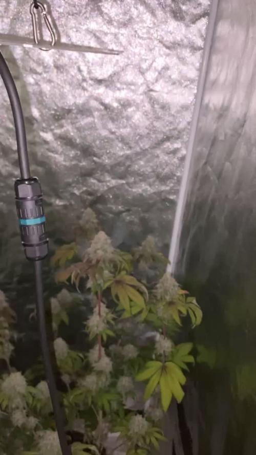 German Cookie Casket/Cherry Poppers grow