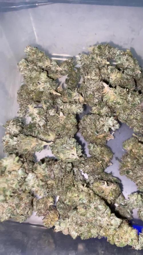 German Cookie Casket/Cherry Poppers grow