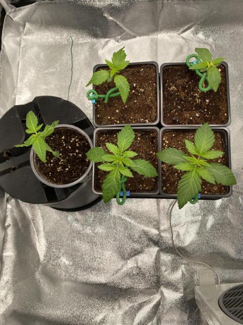 Tunaverse / Mambow Juice - regular seeds. Week 2 - d 12