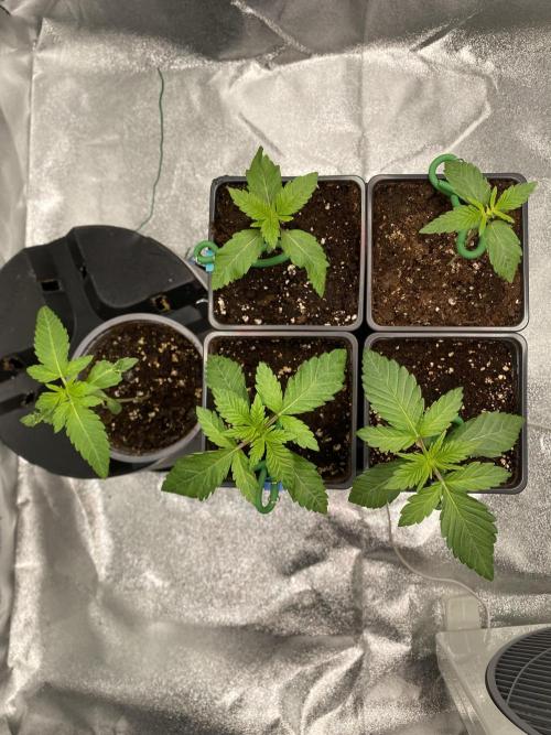 Tunaverse / Mambow Juice - regular seeds. Week 2 - d 13