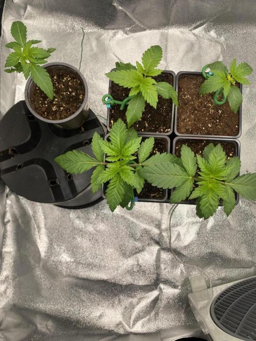 Tunaverse / Mambow Juice - regular seeds. Week 3 - d 15