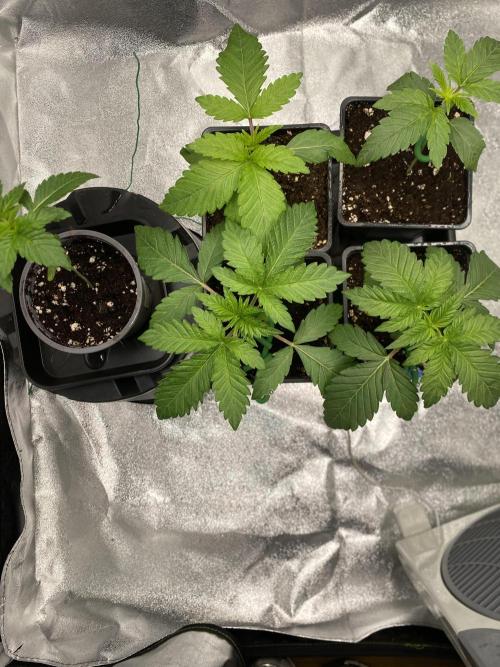 Tunaverse / Mambow Juice - regular seeds. Week 3 - d 17