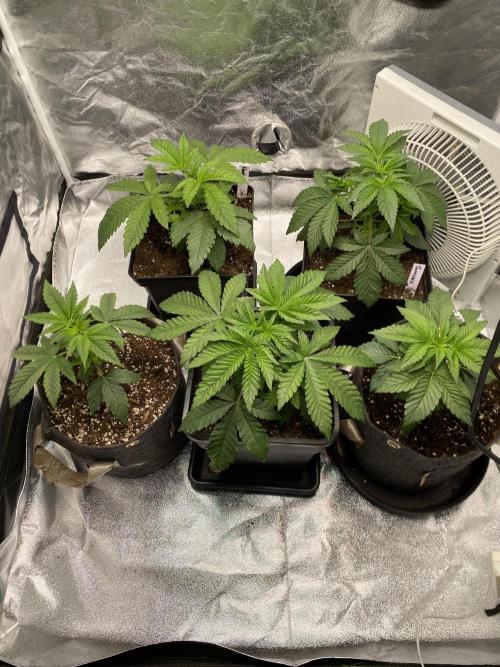 Tunaverse / Mambow Juice - regular seeds. Week 4 - d 26