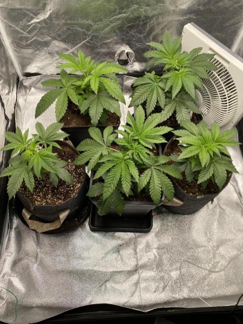 Tunaverse / Mambow Juice - regular seeds. Week 4 - d 27