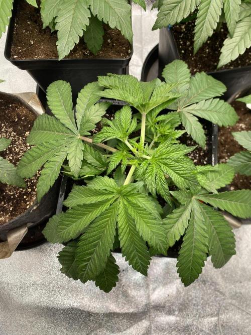 Tunaverse / Mambow Juice - regular seeds. Week 4 - d 27 topped Mambow Juice