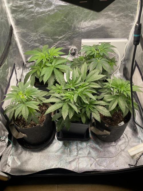 Tunaverse / Mambow Juice - regular seeds. Week 5 - d 32